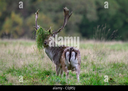 Fallow deer (Dama dama / Cervus dama) buck wearing grass in antler during the rutting season in autumn, Denmark Stock Photo