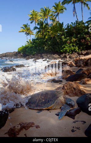 Hawksbill Turtle, Laniakea Beach, North Shore, Oahu, Hawaii Stock Photo
