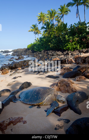 Hawksbill Turtle, Laniakea Beach, North Shore, Oahu, Hawaii Stock Photo
