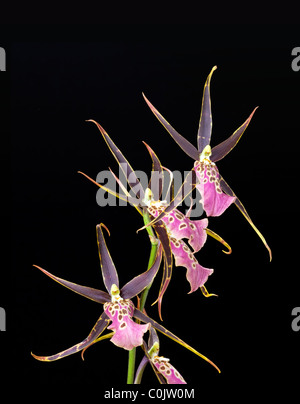 Odontoglossum, Oncidium hybrid orchid Stock Photo