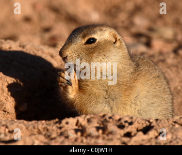 A Prairie Dog worrying away the day. Stock Photo