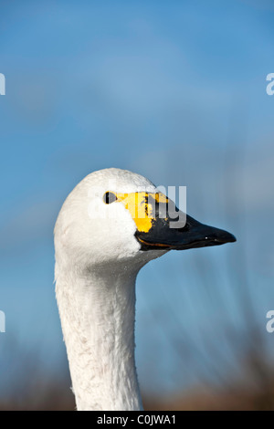 Bewick's swan - Cygnus columbianus Stock Photo