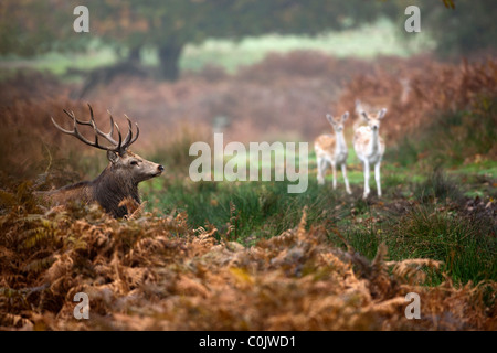 Red Deer, Cervus elaphus. Bradgate Park, Newton Linford,  Leicestershire. UK Stock Photo