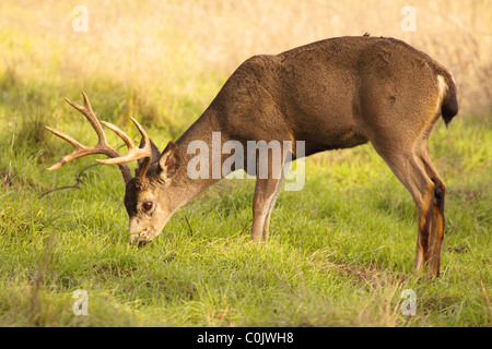 A Black-tailed Deer buck feeding in California. Stock Photo