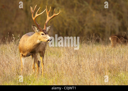 A Black-tailed Deer buck with tall antlers. Stock Photo