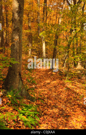 Jarman Gap, Appalachian Trail, Shenandoah National Park, Virginia, USA Stock Photo