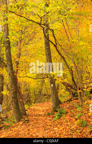 Jarman Gap, Appalachian Trail, Shenandoah National Park, Virginia, USA Stock Photo