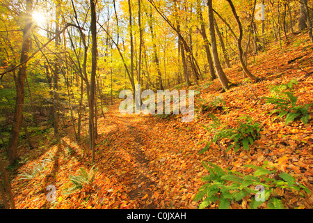 Jarman Gap, Appalachian Trail, Shenandoah National Park, Virginia, USA Stock Photo