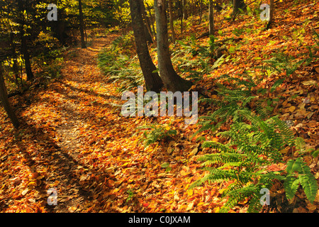 Jarman Gap, Appalachian Trail, Shenandoah National Park, Virginia, USA Stock Photo