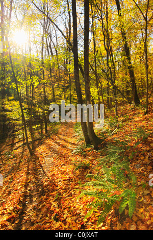 Jarman Gap, Appalachian Trail, Shenandoah National Park, Virginia, USA Stock Photo