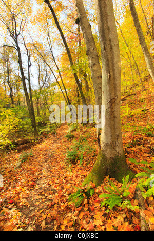 Jarman Gap, Appalachian Trail, Shenandoah National Park, Virginia, USA Stock Photo