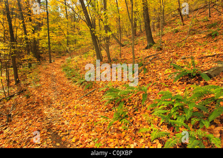 Jarman Gap, Appalachian Trail, Shenandoah National Park, Virginia, USA Stock Photo