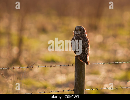 Wild Short Eared Owl perched on wooden fence post in North Lincolnshire Stock Photo