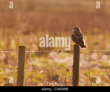 Wild Short Eared Owl perched on wooden fence post in North Lincolnshire Stock Photo