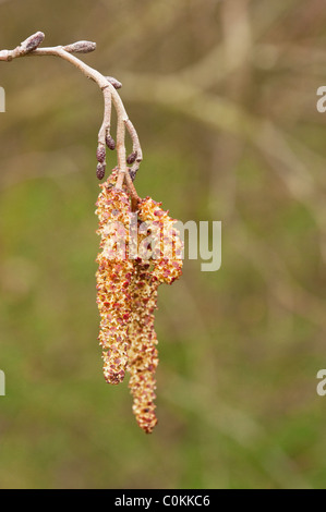 Grey or speckled alder (Alnus incana) catkins emerge in early spring. Stock Photo