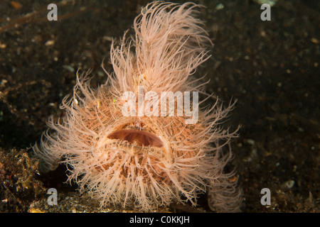 Striated Frogfish (Antennarius striatus), hairy variation, also known as the Hairy Frogfish Stock Photo