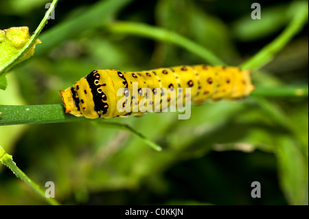 Papilio aegeus Orchard Swallowtail Butterfly or Large Citrus Butterfly caterpillar Stock Photo