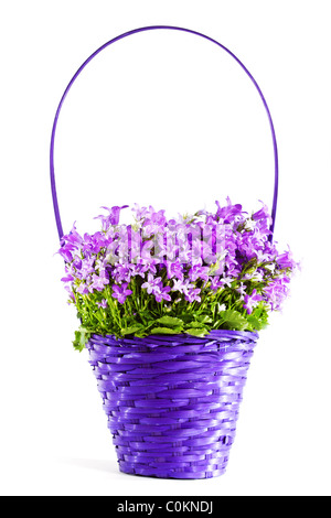 Flowers in basket. Isolated on white. Stock Photo