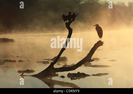 African waterbirds pose on a tree at Lake Panic and are reflected in the still water above awakening hippos in the dawn mist Stock Photo