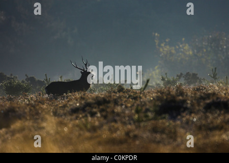 Sika Deer Cervus nippon stag, breathing on a cold, frosty morning at sunrise at Arne, Dorset in October. Stock Photo