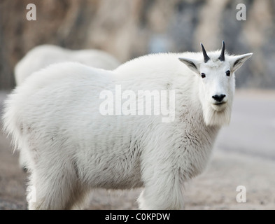 Mountain Goat, Jasper National Park, Alberta, Canada. Stock Photo