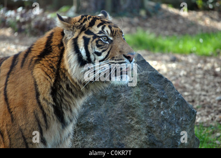 side profile sumatran tiger dublin zoo ireland Stock Photo