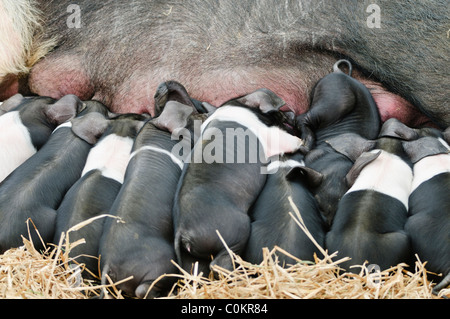 Newborn Saddleback piglets suckling from a sow Stock Photo
