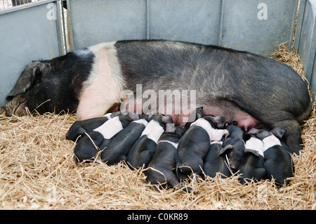 Newborn British Saddleback piglets suckling from a sow Stock Photo