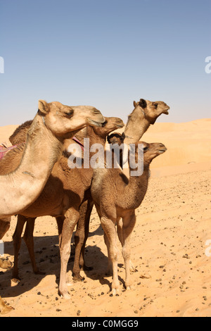 Camels in the Empty Quarter. Straddling Oman, Saudi Arabia, the UAE and Yemen, this is the largest sand desert in the world. Stock Photo