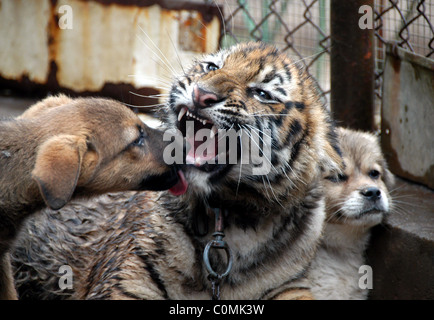 ROAR DEAL FOR PUPS A dog is a tiger's best friend! These cute puppies kept a tiger cub company while he was weaned from birth Stock Photo