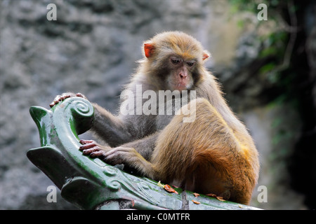 Rhesus macaque monkey (Macaca mulatta), southern China Stock Photo