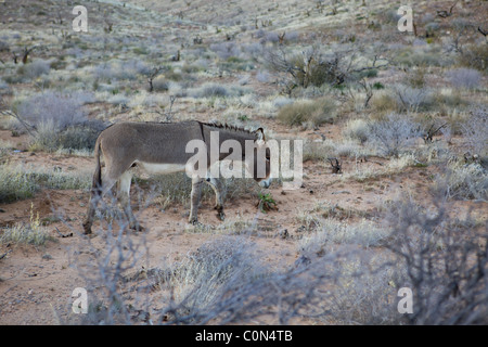 Mule at Red Rock Canyon, Nevada. Stock Photo