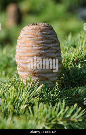 Cedar of Lebanon, Cedrus libani cone on twig, Cedrus libani 