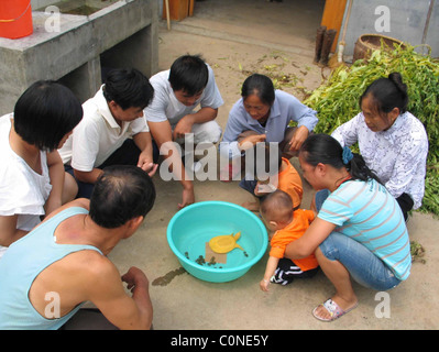 RARE TURTLE COMES OUT OF ITS SHELL An ultra-rare golden turtle has been discovered in China. The 21cm-long female reptile has Stock Photo