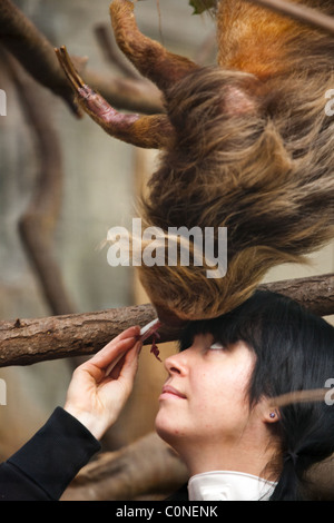 Zookeeper feeds a sloth Stock Photo