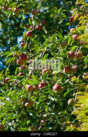 Ripe Apples on a tree Stock Photo