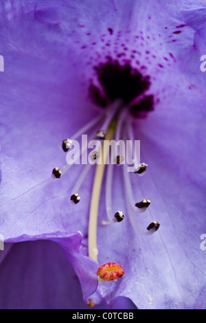 Rhododendron Muncaster Mist flower, a macro image Stock Photo