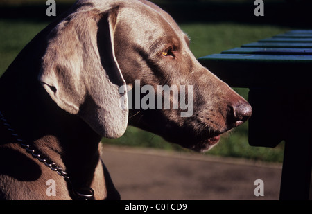 Weimaraner dog. The grey Ghost and Weimaraner Vorstehhund. Hunting/gun dog. Stock Photo