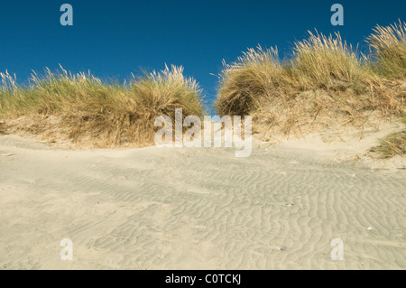 Sand dunes. East Head, West Wittering, West Sussex, UK. July. Marram grass (Ammophila arenaria) Stock Photo