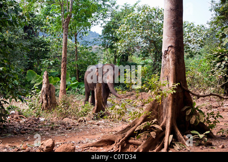 Ban Kwan Elephant Camp, Ko Chang, Thailand Stock Photo