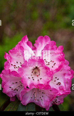 Rhododendron Arboreum in bloom Stock Photo