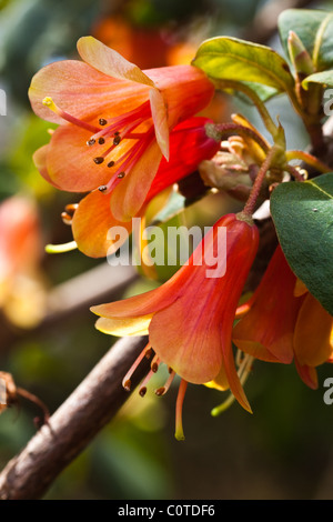 Rhododendron Xanthocodon in bloom Stock Photo