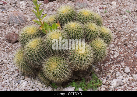 Group of young Golden barrel cacti (Echinocactus grusonii) at UNAM´s botanical garden Stock Photo