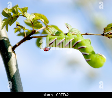 Privet hawk moth and Ladybird Stock Photo