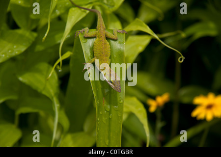 A green Carolina anole perches on a leaf in sunny South Carolina. Stock Photo