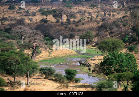 A herd of Elephants (Loxodonta africana) drinking at Tarangire River, Tarangire National Park, Tanzania Stock Photo