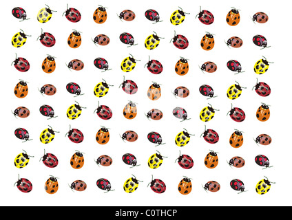 Pattern of Japanese Painting, Ladybird Stock Photo