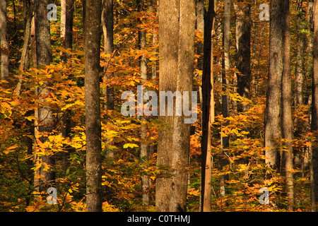 Jarman Gap, Appalachian Trail, Shenandoah National Park, Virginia, USA Stock Photo