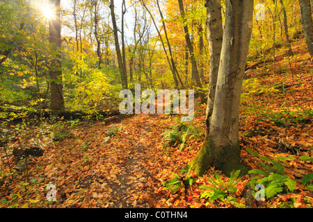 Jarman Gap, Appalachian Trail, Shenandoah National Park, Virginia, USA Stock Photo