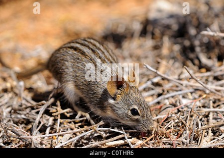 Four-striped grass mouse, Rhabdomys pumilio, in the natural habitat, Goegap Nature Reserve, Namaqualand, South Africa Stock Photo